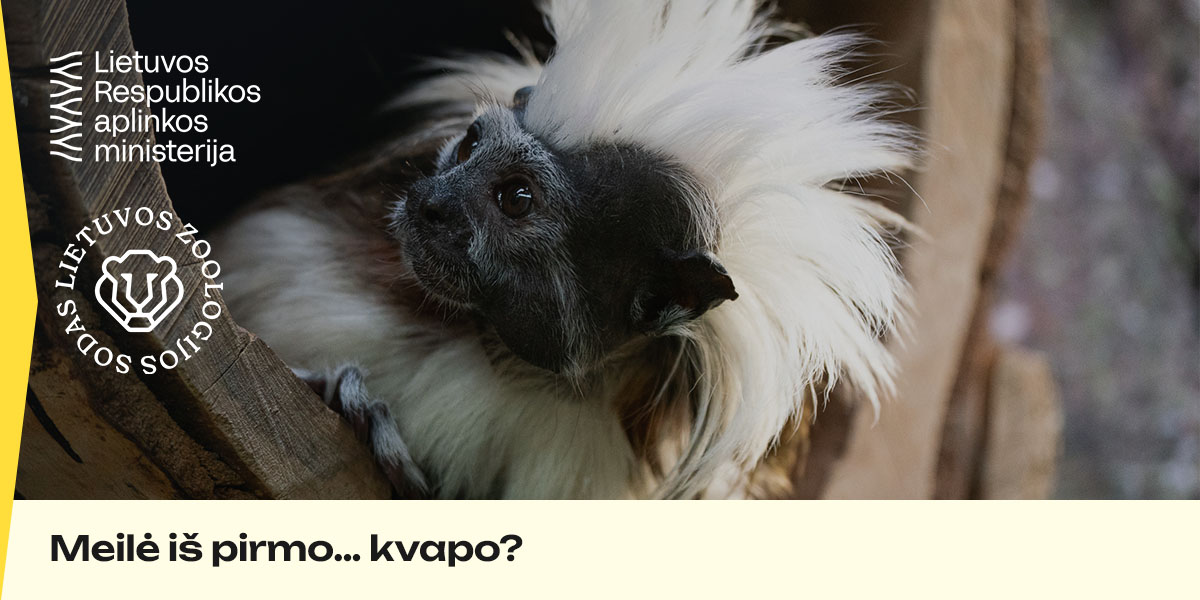 aplinkos ministerija x lzs_veikla